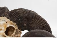 mouflon skull antlers 0037